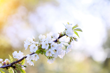 Blooming flowers of orchard fruit on a small village.