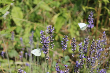 lavanda