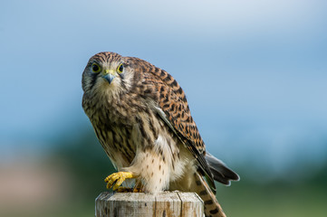 A beautiful young kestrel looking behind you