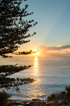 morning light through large pine trees by the ocean, Sydney Aust