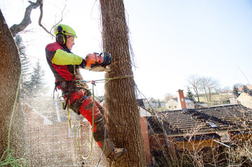 Arborist man cutting a branches with chainsaw and throw on a ground. The worker with helmet working at height on the trees. Lumberjack working with chainsaw during a nice sunny day. Tree and nature  - obrazy, fototapety, plakaty