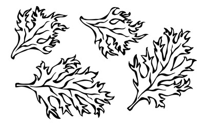 Set of Green Curley Parsley Leaves. Background With Aromatic Herb. Fresh Cooking Salad Ingredient. Hand Drawn Illustration. Savoyar Doodle Style.