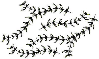 Set of Thyme Branch. Background with Aromatic Healing Herb. Fresh Cooking BBQ Ingredient. Steak Meat Spice. Hand Drawn Illustration. Savoyar Doodle Style.