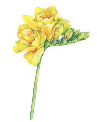 Close-up of fresh branch yellow freesia flower with bud (perennial fragrant plant Freesia Serrada). Floral botanical picture. Hand drawn watercolor painting illustration isolated on white background. - obrazy, fototapety, plakaty