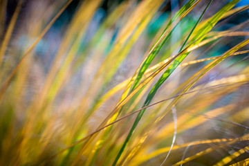 Closeup of spring yellow grass