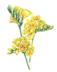 Bouquet of fresh branches yellow freesia flowers with buds (Perennial plant Freesia Serrada). Floral botanical picture. Hand drawn watercolor painting illustration isolated on white background.