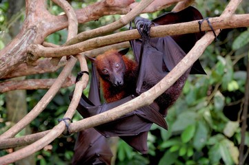 Fruitivore bat, Indonesia