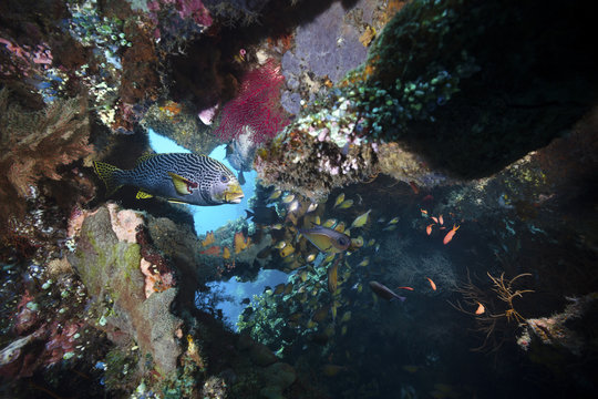 Indian ocean oriental sweetlips fish on a colorful coral reef and sea life inside the USAT Liberty wreck in Tulamben, Bali