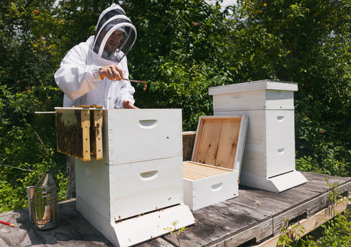 Hive: Beekeeper Using Scraper To Clean Beehive