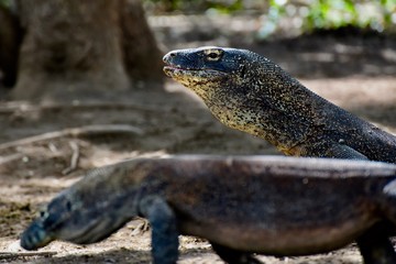 Komodo dragon, Indonesia
