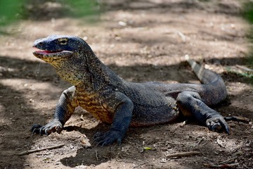 Obraz premium Smok z Komodo, Indonezja