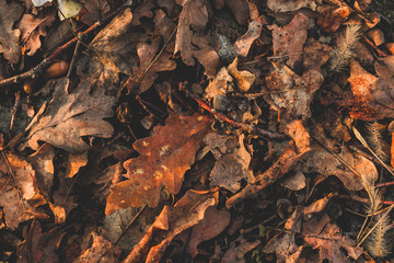 autumn leaves on ground
