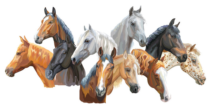Fototapeta Set of horses breeds3
