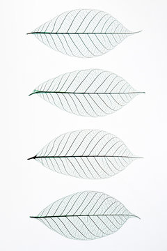Transparent leaves  on white