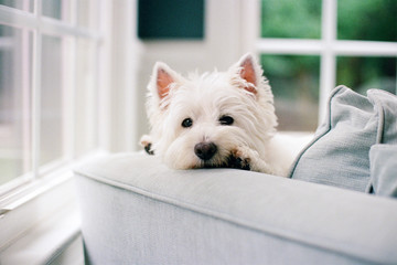 Cute white dog resting her head on the armrest of a big chair
