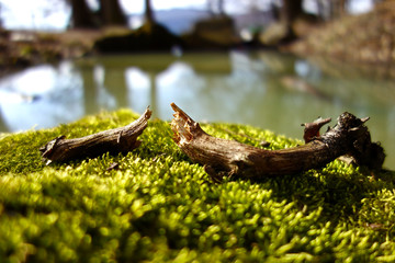 Broken twig on moss