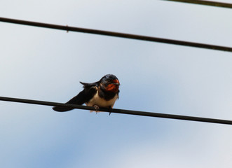 hirondelle rustique © Arnaud LATHUILLE