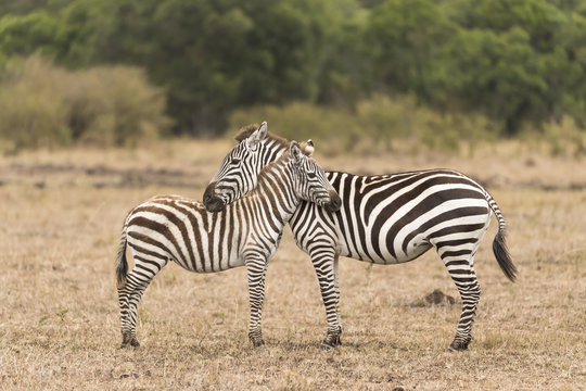 Mother And Baby Zebra