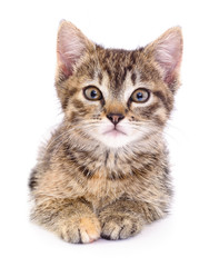 Kitten on white background.