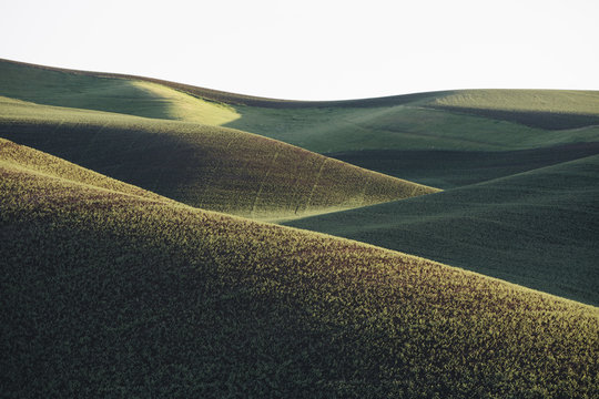 Rolling Hills Of Freshly Planted Summer Wheat At Dawn