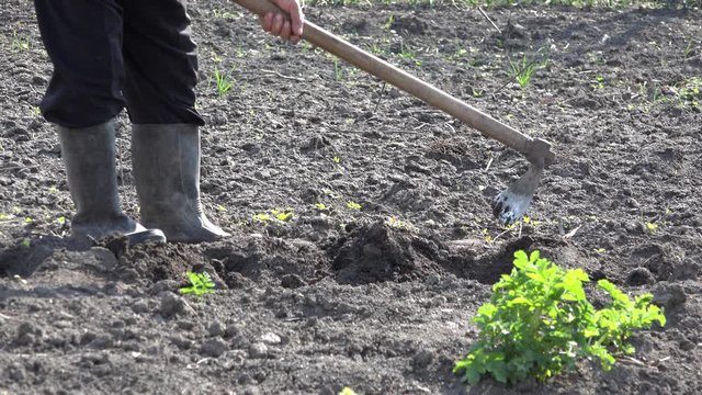 Man hands with a hoe planting, rubber boots, detail