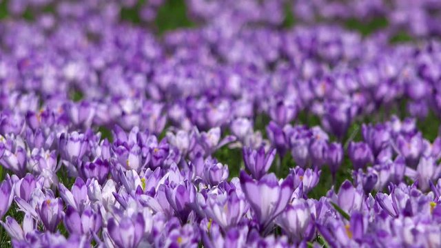 Many crocus flowers on the spring meadow