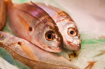 FISH ON A MARKET STAND