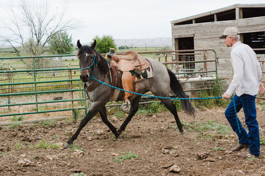 man lunges horse to warm up