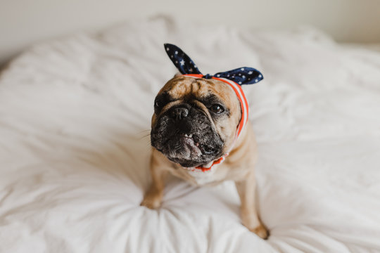 French Bulldog Dressed Up in Flag Apparel for Fourth of July