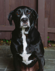 Pitbull labrador mix black and white dog portrait