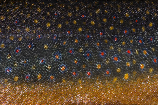 Brook Trout close up