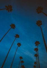 Silhouette of palm trees lined up with blue sunset