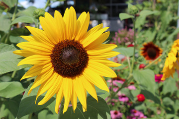 Obraz premium vibrant yellow sunflower in full bloom in lush green garden