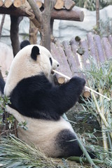 Obraz na płótnie Canvas Giant Panda Eating Bamboo, Chengdu, China