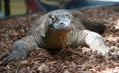 Komodo Dragon Staring Straight Ahead