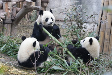 Fototapeta premium Mother Giant Pandas with two Cubs eating Bamboo Together, Chengdu, China