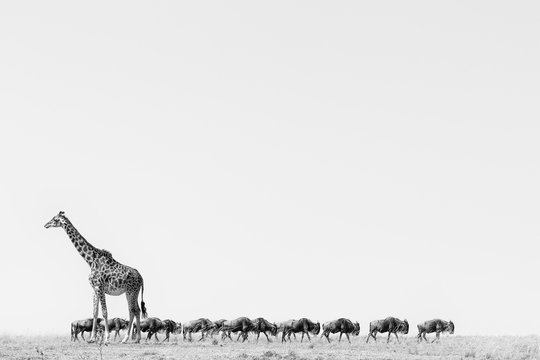 The Giraffe and The Herd of Wildebeest