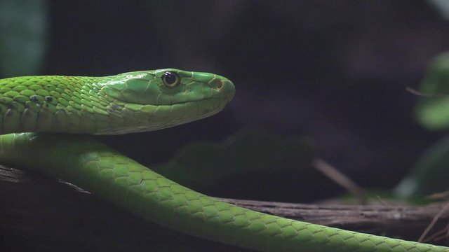 Close-up detail portrait of green mamba snake hunting in the dark forest