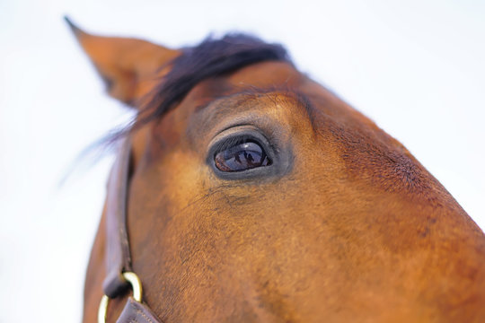 An eye of a brown horse posing outdoors in winter