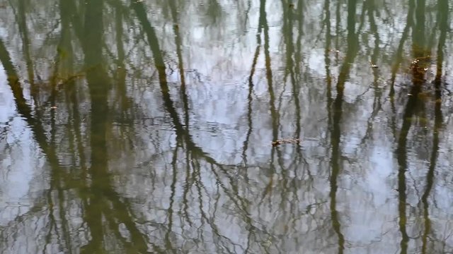 Riflessi del boscosulla superficie del fiume Ticino con il fondale con alghe