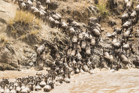 Wildebeest crossing the Mara River in the Great Migration