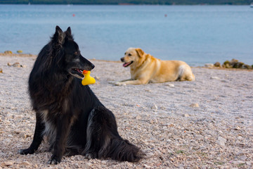 Hund am strand Schwarzer Hund Schäferhund, Hund am strand, Nasser Hund, Reisen Strand Baden, Schwarzer Hund, Schäferhund , Hundezunge, Hundespielzeug