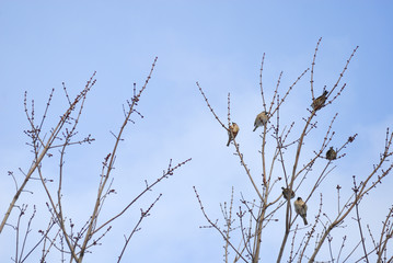 スズメ　枝　空　素材