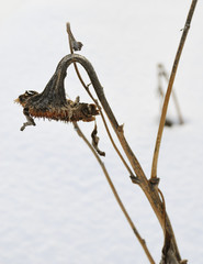 冬　枯れたヒマワリ　雪　素材