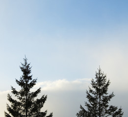 冬　木　空雲　素材