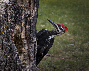 Naklejka premium Woodpecker