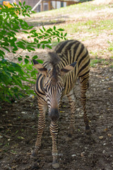 Zebra