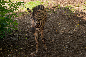 Zebra