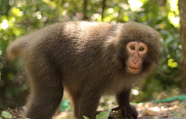 Portrait of a yaku monkey (Yakushima Macaque) found at Seibu-Rindo forest path, Yakushima island, Japan.
