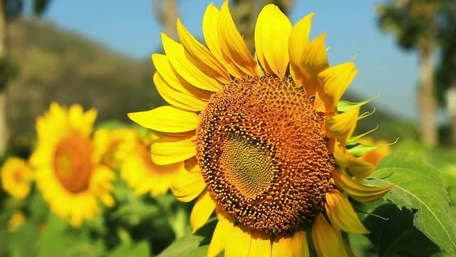 sunflower close up